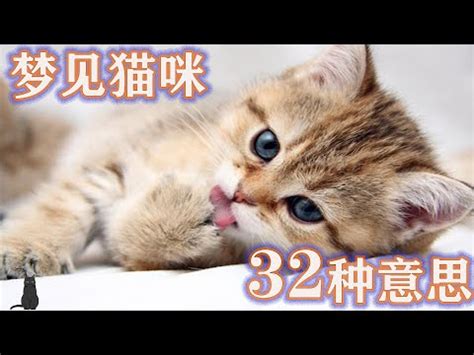 生肖 2025 夢見貓生小貓號碼